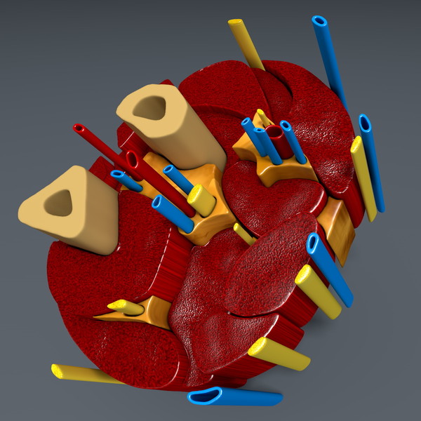 3d model of cross section human forearm - Human forearm (anatomical correct cross section)... by scyrus